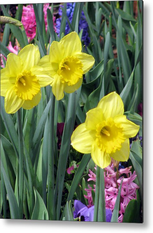 Daffodil Metal Print featuring the photograph Daffodil 48 by Pamela Critchlow