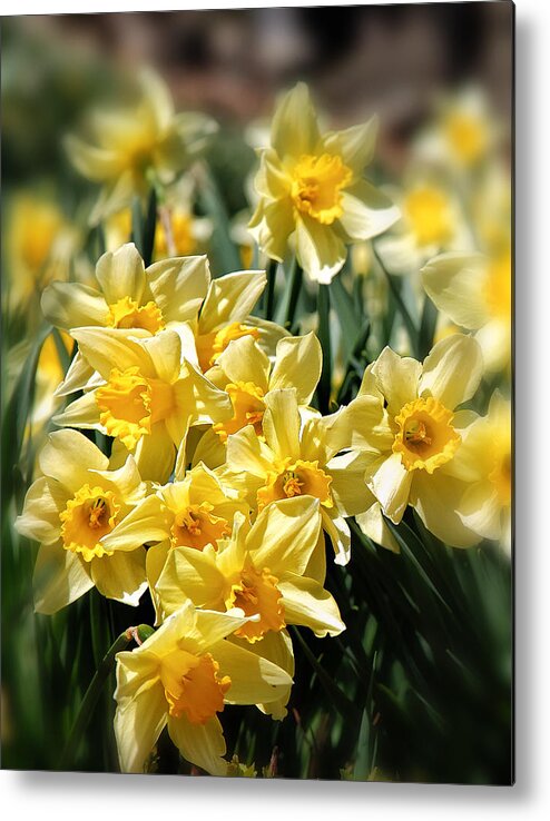 Bouquet Of Daffodils Metal Print featuring the photograph Daffodil by Bill Wakeley