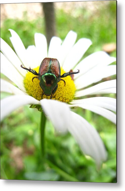 Daisy Metal Print featuring the photograph Daisies bug by Jennifer E Doll