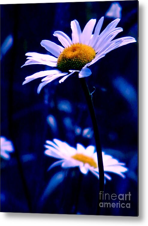 Nature Metal Print featuring the photograph Daisies In The Blue Realm by Rory Siegel