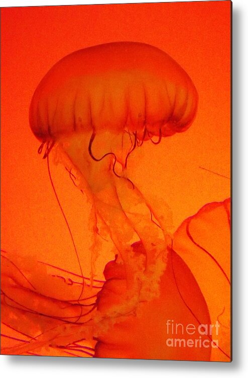 Jellyfish Metal Print featuring the photograph Dance of the Jellies by Brigitte Emme