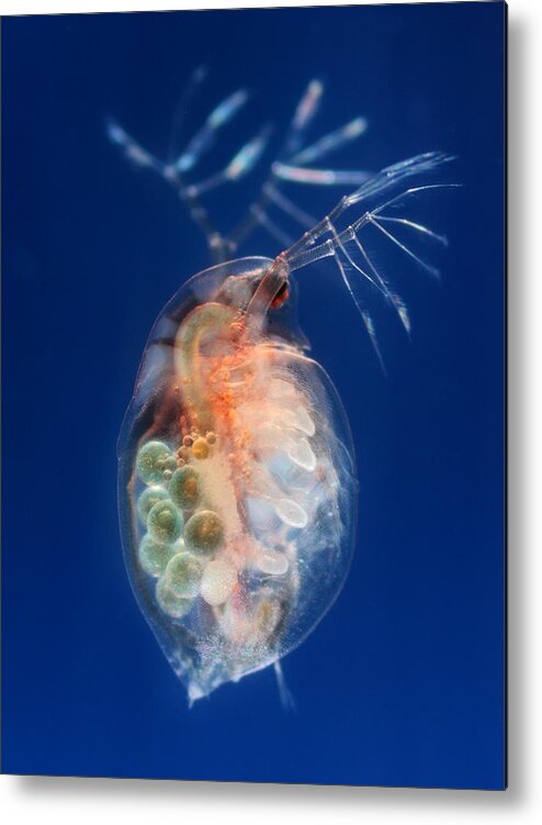 Microscope Metal Print featuring the photograph Daphnia duplex with eggs by Micro_photo