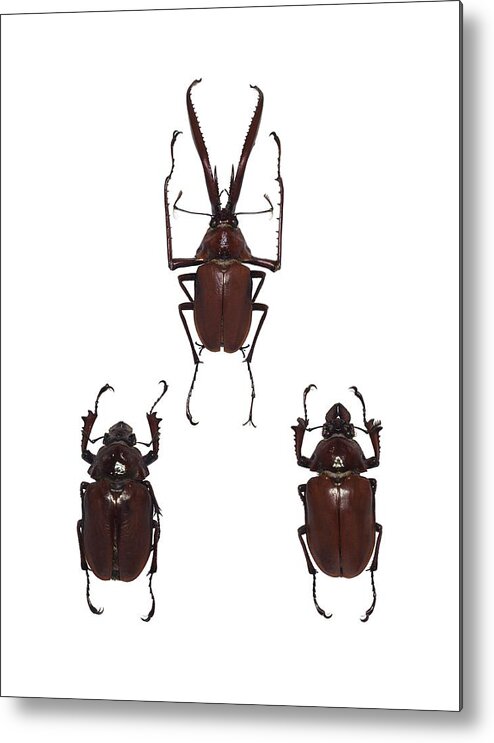 Anatomy Metal Print featuring the photograph Darwin's beetles by Science Photo Library