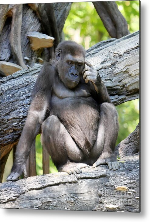Gorilla Metal Print featuring the photograph Deep in thought by Rick Kuperberg Sr