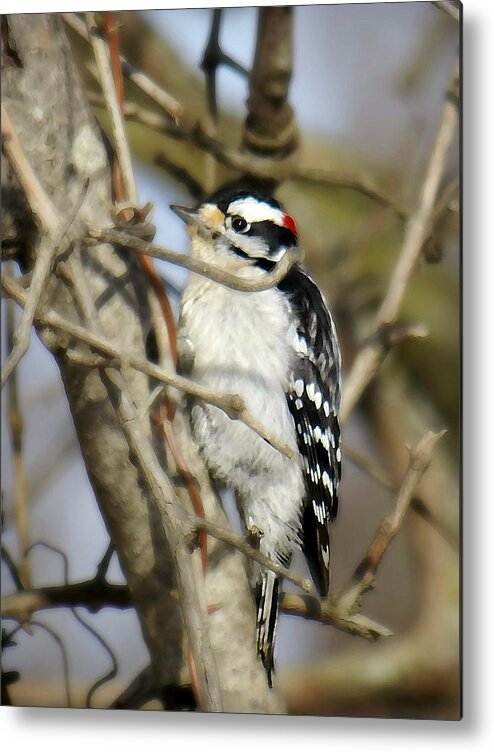 Downy Woodpecker Metal Print featuring the photograph Downy Woodpecker by Dark Whimsy