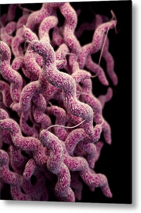 Drug Resistant Metal Print featuring the photograph Drug-resistant Campylobacter by Science Source