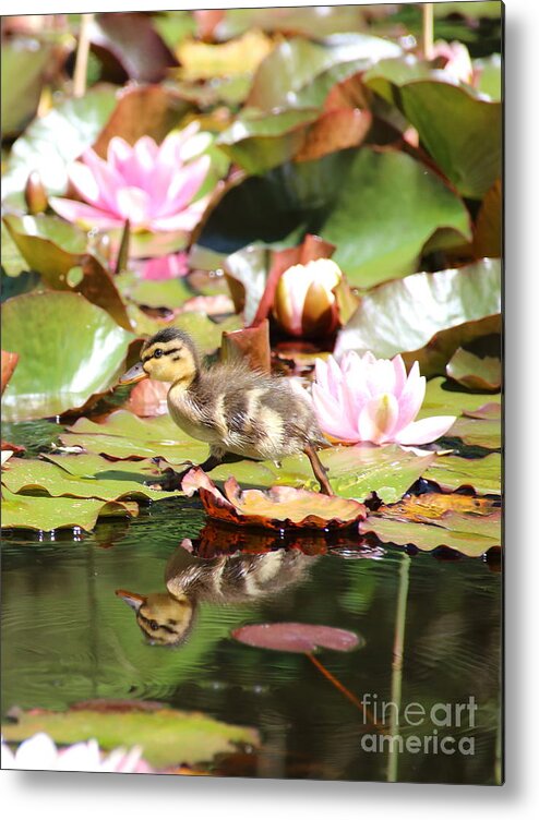Ducklings Metal Print featuring the photograph Duckling running over the Water Lilies 2 by Amanda Mohler