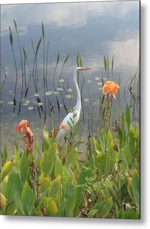 Egret Metal Print featuring the photograph Egret and Iris by Barbara Von Pagel