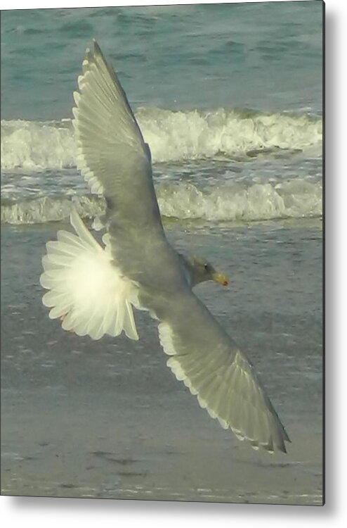Seagulls Metal Print featuring the photograph Elegance by Gallery Of Hope 