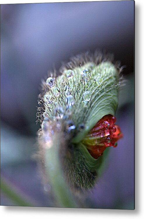 Iceland Poppy Metal Print featuring the photograph Emergence by Joe Schofield