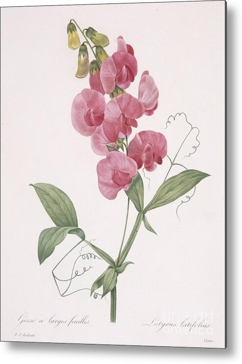 Redoute Metal Print featuring the painting Everlasting Pea by Redoute by Pierre Joseph Redoute