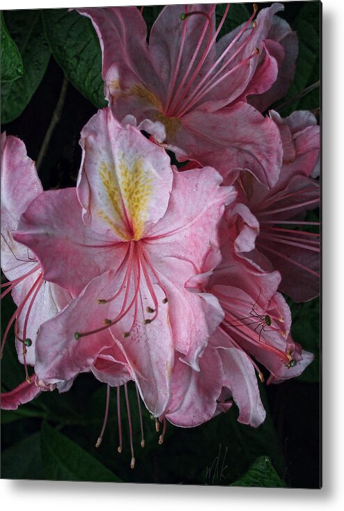 Azalea Metal Print featuring the photograph Exbury Azalea Blooms with Little Spider by Louise Kumpf