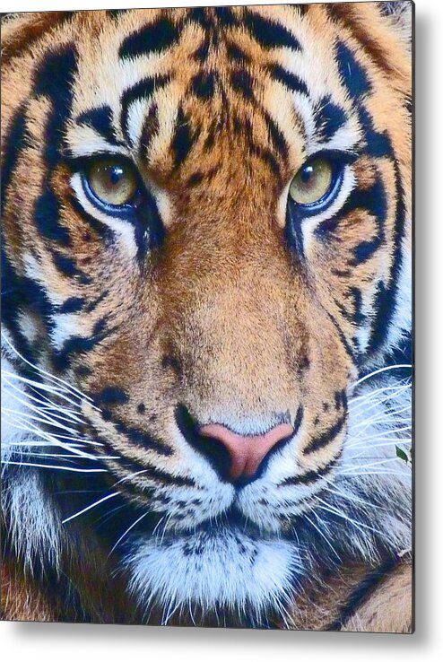 Sumatran Tiger Metal Print featuring the photograph Eyes Of The Sumatran Tiger by Margaret Saheed
