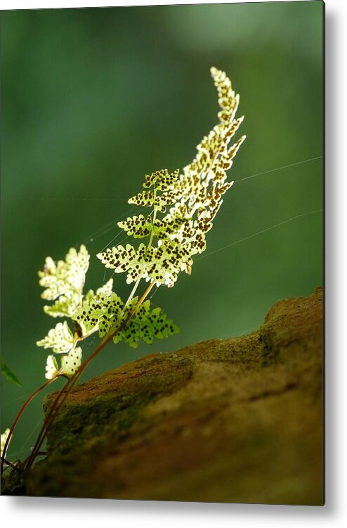 Fern Metal Print featuring the photograph Fern by Jane Ford