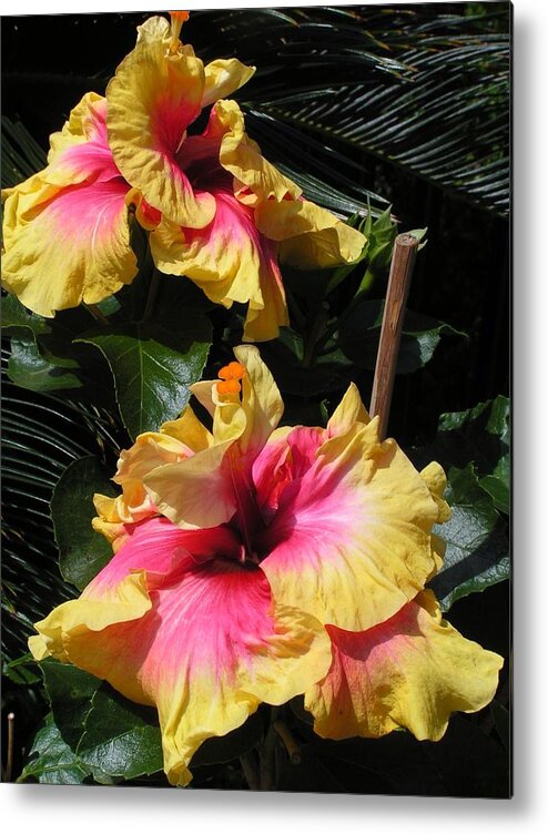 Hibiscus Metal Print featuring the photograph Fiesta Sunshine by Annika Farmer