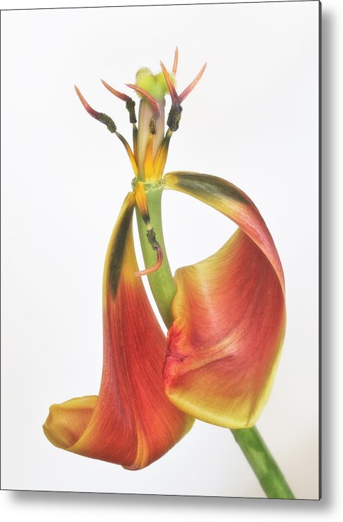 Bloom Metal Print featuring the photograph Final Dance by David and Carol Kelly