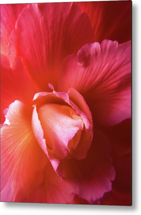 Begonia Metal Print featuring the photograph Fire and Ice Floral Begonia by Jennie Marie Schell