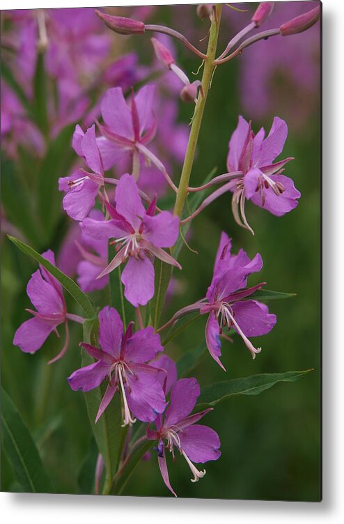 Fireweed Metal Print featuring the photograph Fireweed by Jenessa Rahn