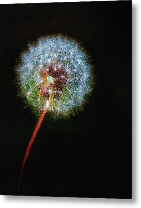 Dandelion Metal Print featuring the photograph Firework Dandelion by Bill and Linda Tiepelman