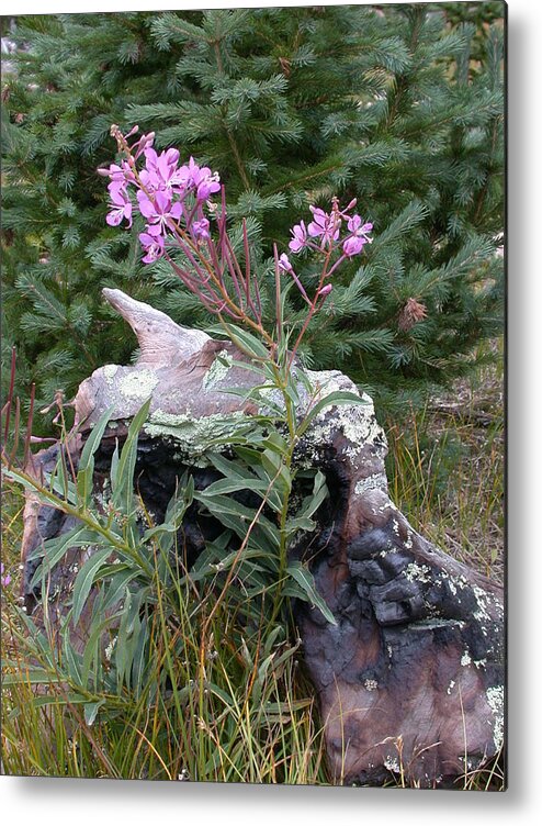 Tree Stump Metal Print featuring the photograph Flowering Stump by Shane Bechler