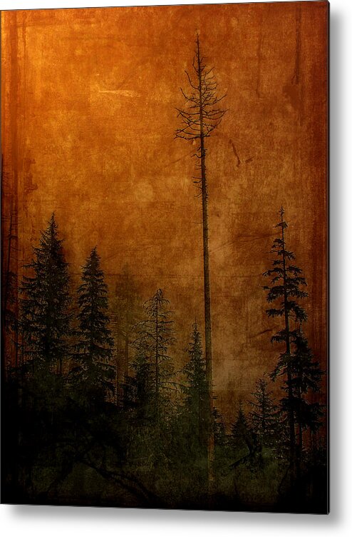 Foggy Forest Metal Print featuring the photograph Fog Rolls In by Bonnie Bruno