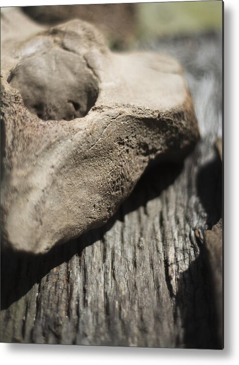 Miocene Fossil Metal Print featuring the photograph Fossil Bone with Weathered Wood by Rebecca Sherman