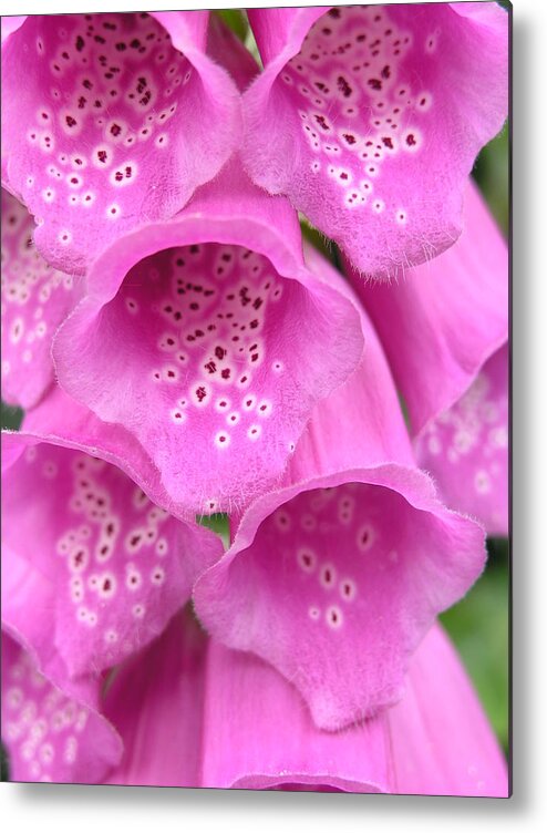 Woodland Plant Metal Print featuring the photograph Fox Glove by Ron Harpham
