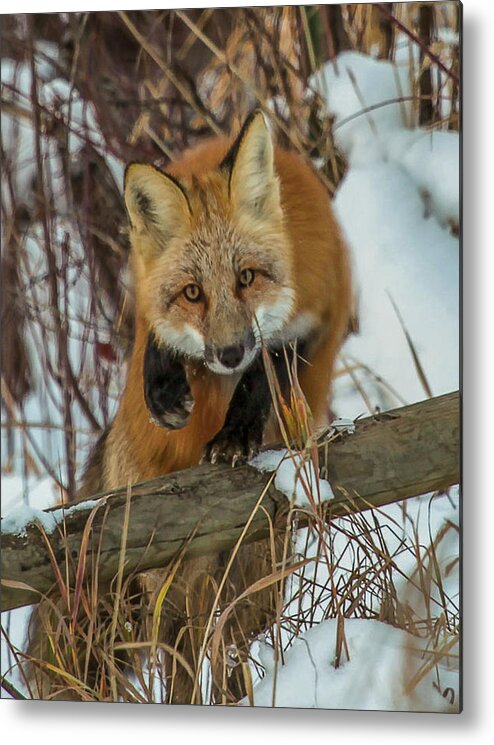 Fox Metal Print featuring the photograph Fox Trot by Kevin Dietrich