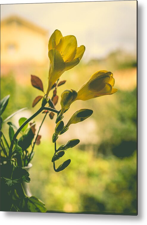 Freesia Metal Print featuring the photograph Freesia by Marco Oliveira