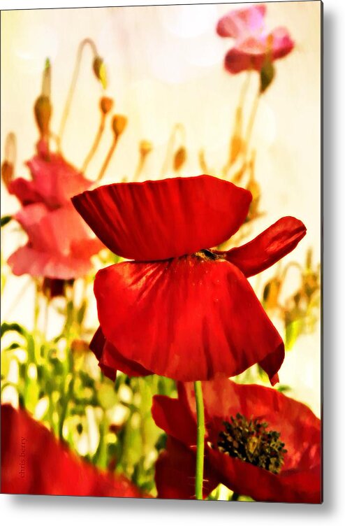 Poppy Metal Print featuring the photograph Morning Glow by Chris Berry