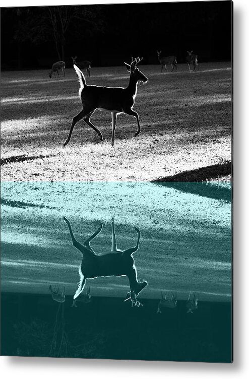Buck Metal Print featuring the photograph Glowing Buck Reflection by Lorna Rose Marie Mills DBA Lorna Rogers Photography