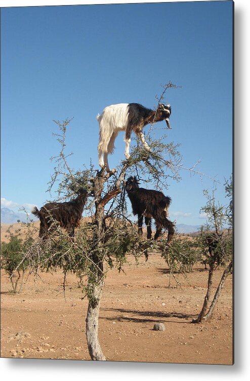 Goats Argan Tree Argania Spinosa Morocco Eating Fruit Desert Funny Fun Odd Unusual Balancing Animal Country Countryside Eat Feeding Goat Moroccan Natural Nature Rural Stand Tree Unusual Wild Wildlife Black White Blue Sky Landscape Africa Amusing Metal Print featuring the photograph Goats in a tree by Steve Ball