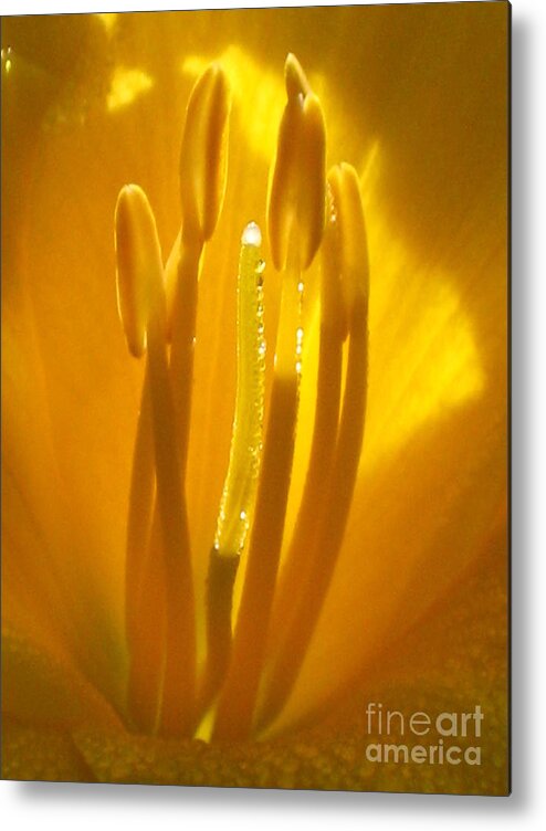 Yellow Metal Print featuring the photograph God's light shining through by Jennifer E Doll