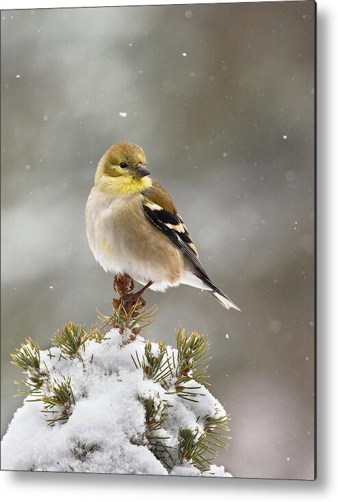 American Goldfinch Metal Print featuring the photograph Goldfinch in the Snow by Jim Zablotny