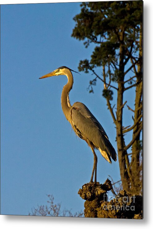 Ardea Herodias Metal Print featuring the photograph Great Blue in the Golden Hour by Kate Brown