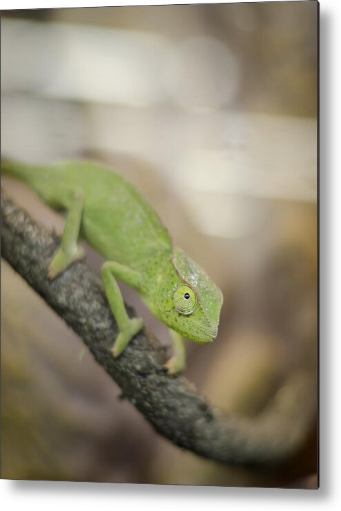 Chameleon Metal Print featuring the photograph Green Chameleon by Heather Applegate