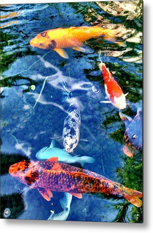 Fishes Metal Print featuring the photograph Happiness by Carlos Avila