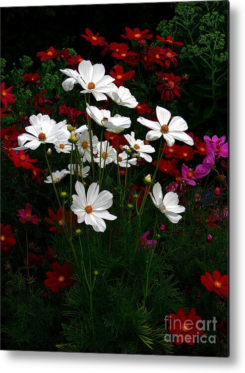 Flora Metal Print featuring the photograph Happy Cosmos by Marcia Lee Jones