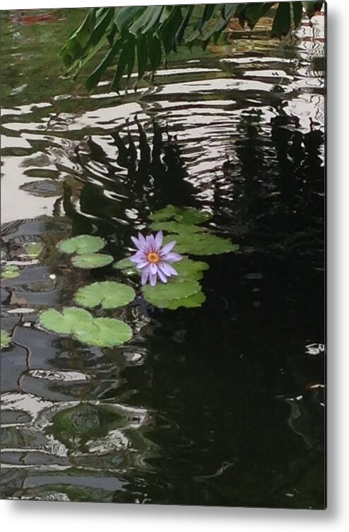 Flower Metal Print featuring the photograph Hawaiian Water Lily by Jamie Frier