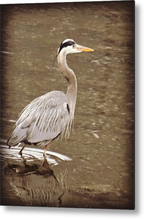 Heron Metal Print featuring the photograph Heron by Dark Whimsy