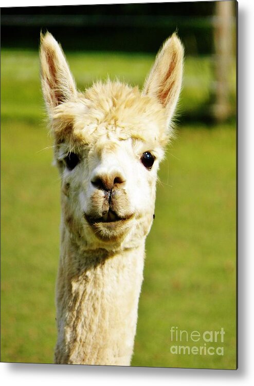 Alpaca Metal Print featuring the photograph Hey Whats Up by Judy Via-Wolff