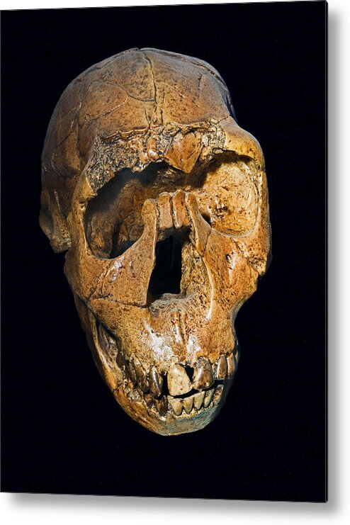 Anthropology Metal Print featuring the photograph Homo Ergaster Nariokotome Boy Skull by Millard H. Sharp