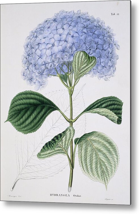 French Hydrangea Metal Print featuring the photograph Hydrangea macrophylla 'Otaksa', artwork by Science Photo Library