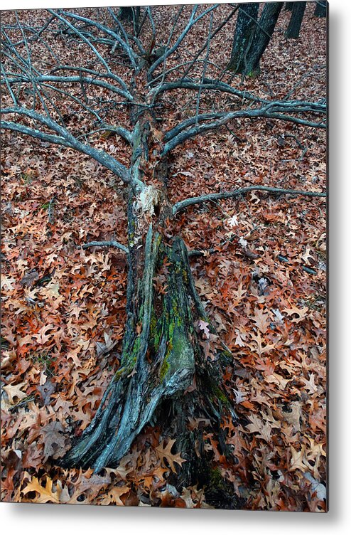 Tree Metal Print featuring the photograph If a Tree Falls in the Woods by David T Wilkinson