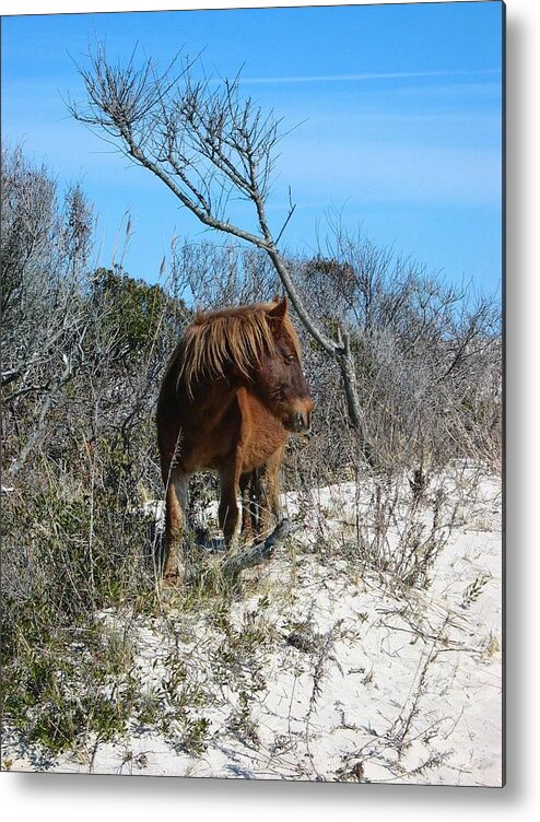 Horse Metal Print featuring the photograph Just another day at the beach by Photographic Arts And Design Studio