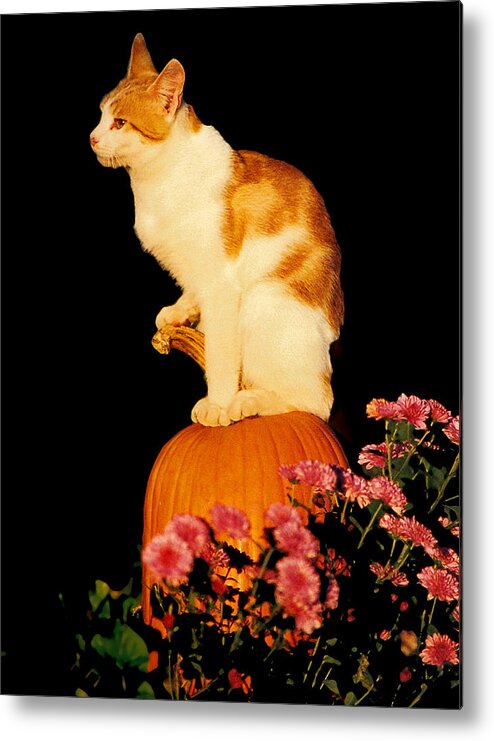 Pumpkin Metal Print featuring the photograph King of the Pumpkin by Peggy Urban