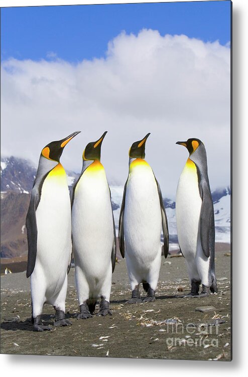 00345340 Metal Print featuring the photograph King Penguins St Andrews Bay by Yva Momatiuk John Eastcott