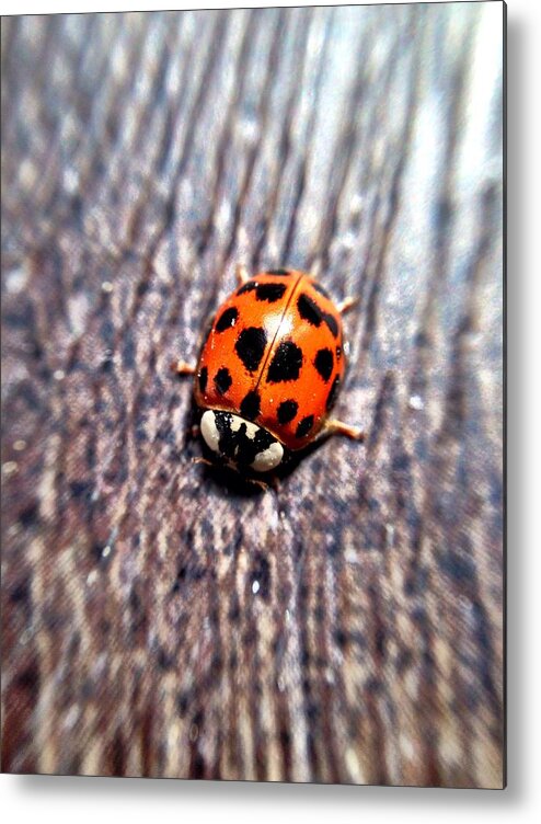 Ladybug Metal Print featuring the photograph Ladybug by Chris Montcalmo