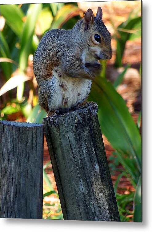 Grey Squirrel Metal Print featuring the photograph Lake Howard Squirrel 019 by Christopher Mercer