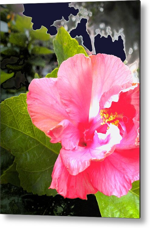 Contrast Metal Print featuring the photograph Lighted Flower by Maureen Kyle